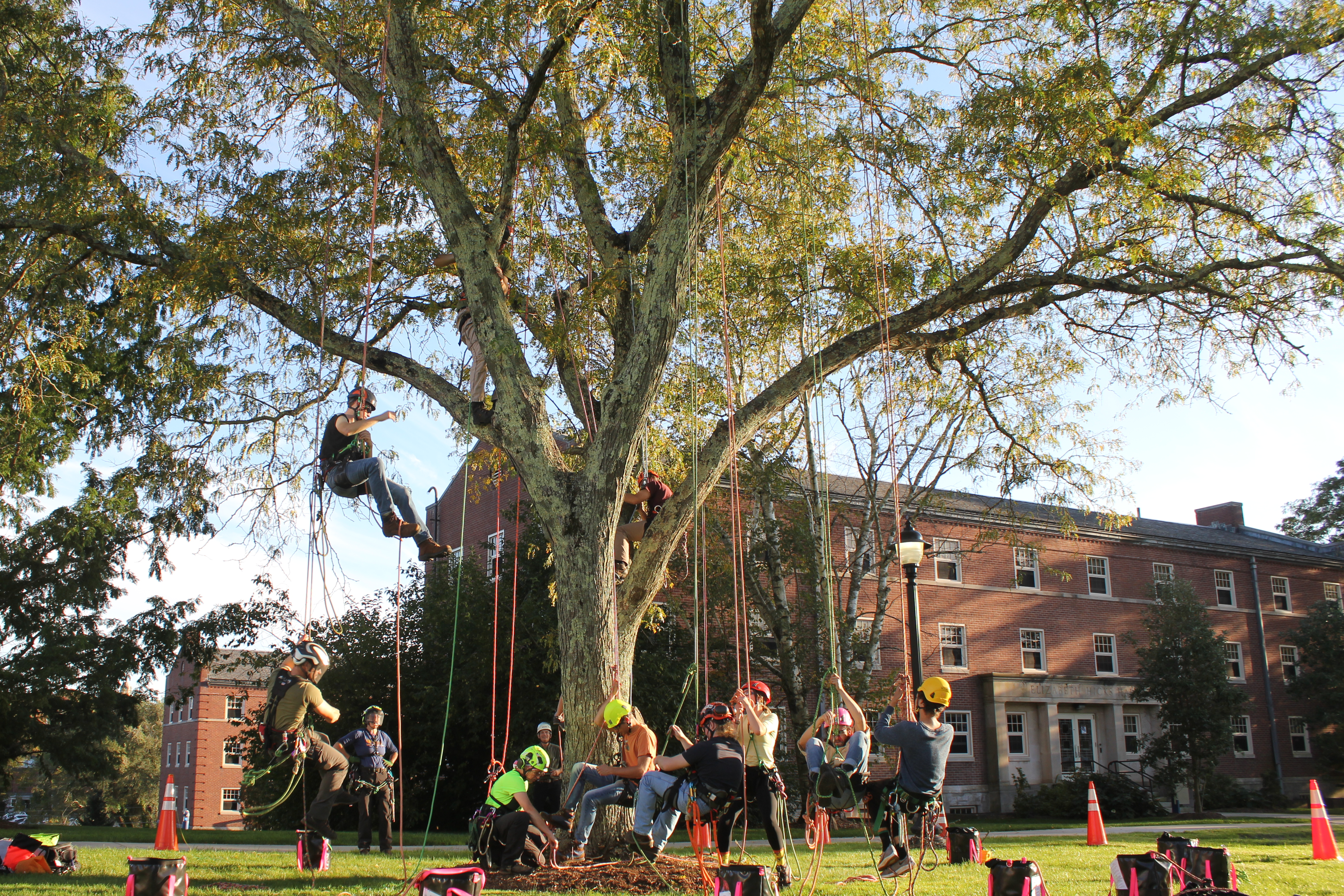 people hanging from a tree on ropes